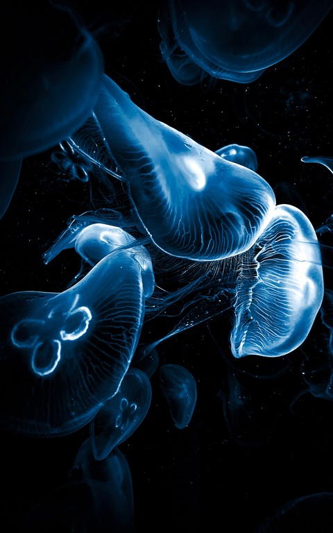 underwater, red वॉलपेपर