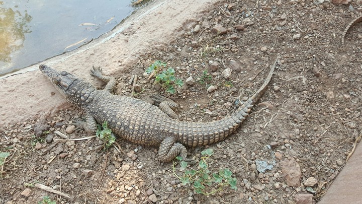 Crocodile