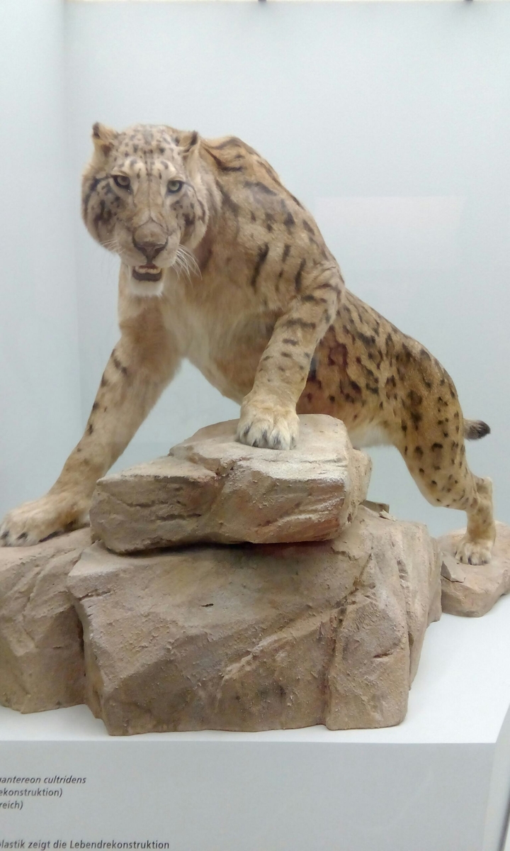 Sabertooth