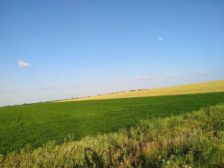 поле