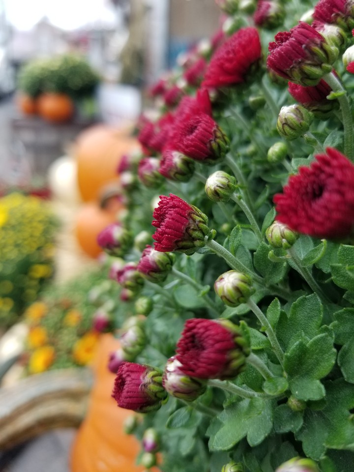 Red Mums