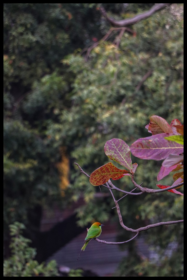 CHESTNUT-HEADED-BEE-EATER