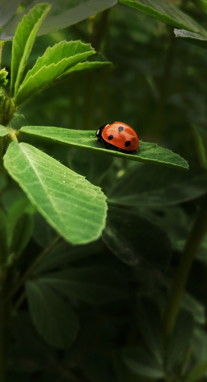 bug