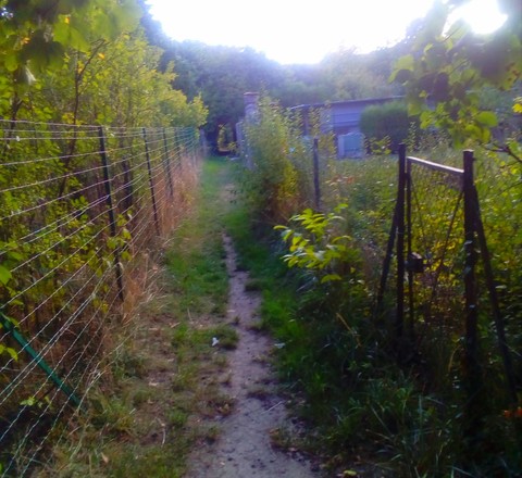 shrub, mesh Hintergrundbilder