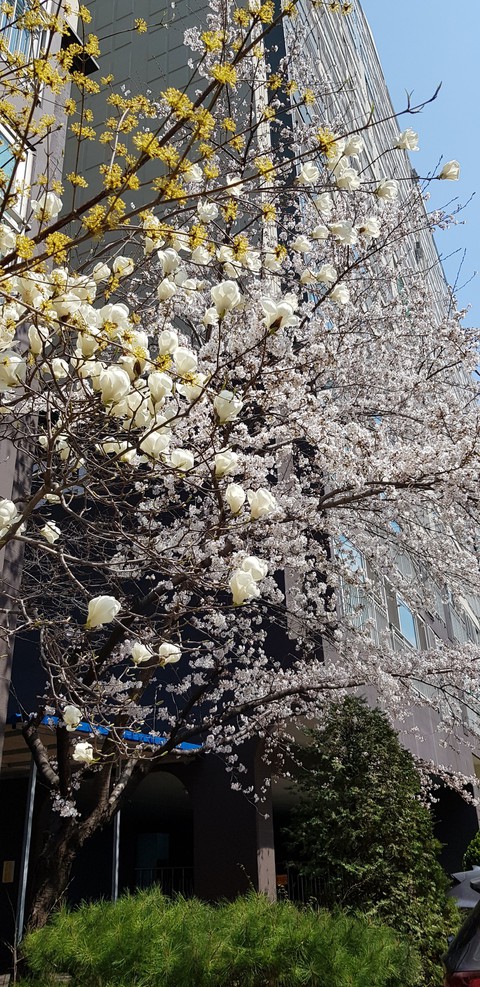 벗꽃나무