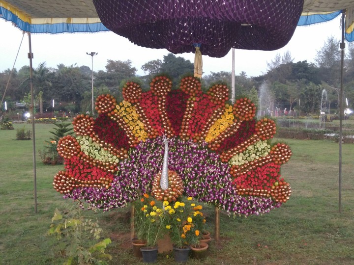 peacock