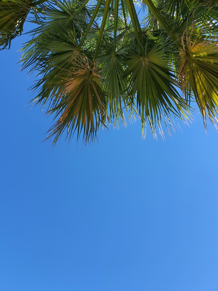 Palm sky