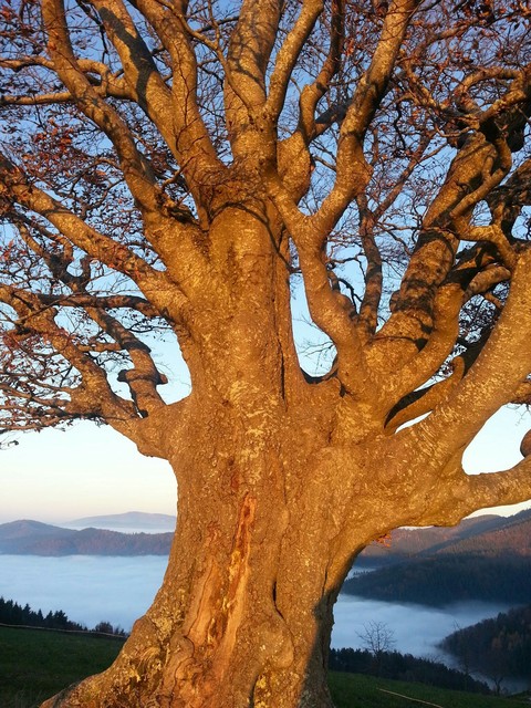 Black Forrest