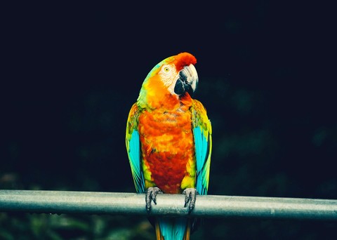 ταπετσαρίες beak, macaw
