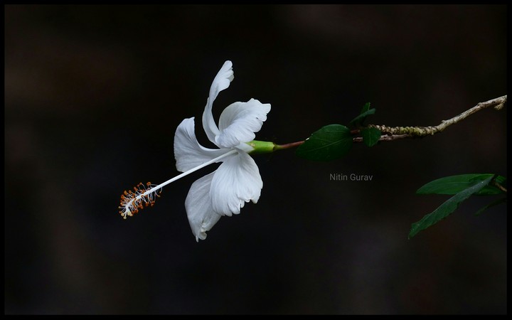 Hibiscus flower
