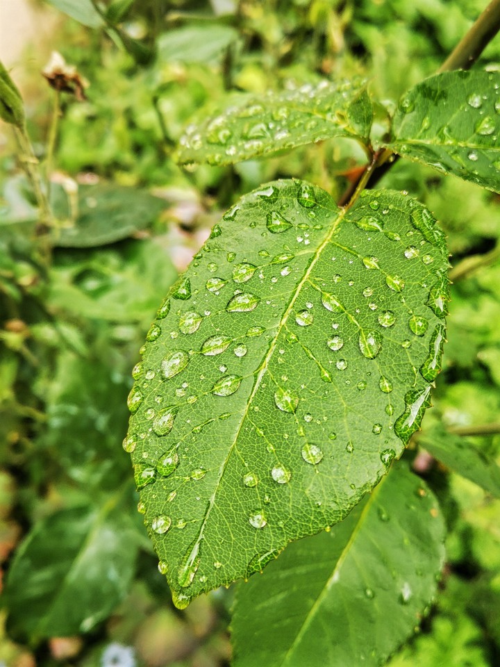 Après la pluie