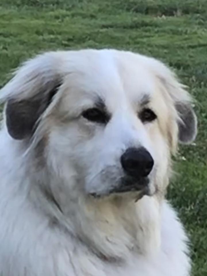Great Pyrenees