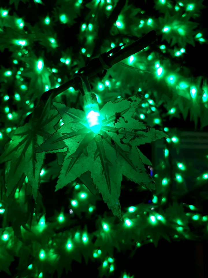 lighting leaves