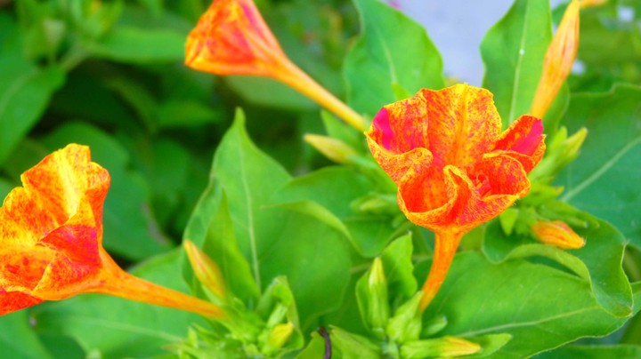 flower