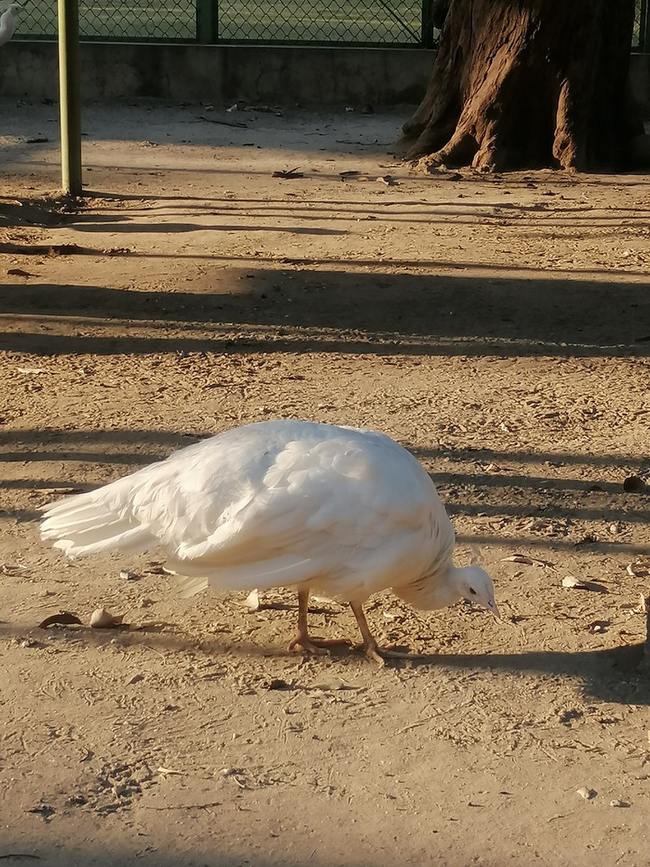 white peacock
