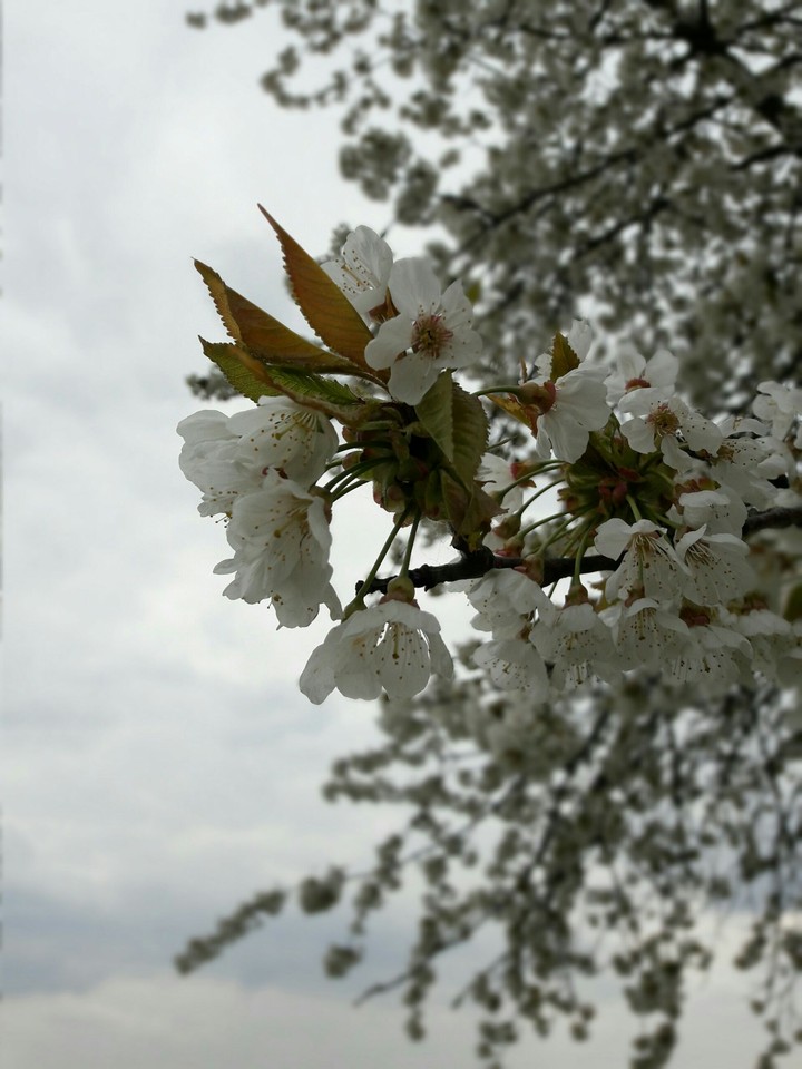 weiße Blüte