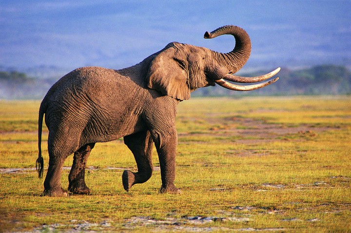 Elephant..