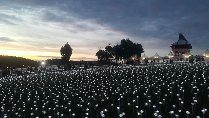 sunset white rose