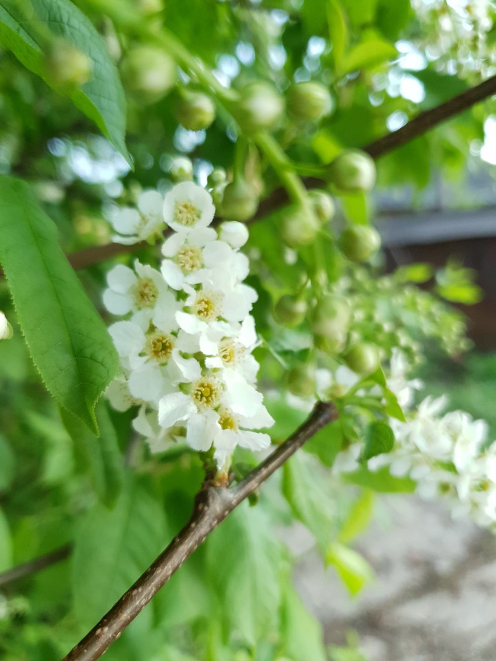 bird cherry tree