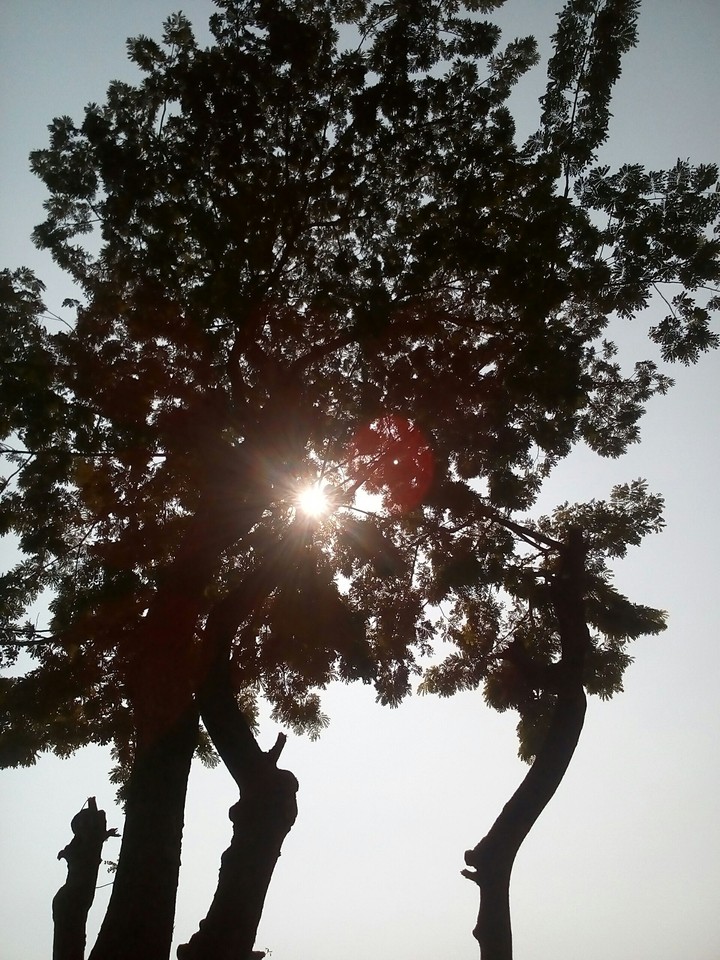 Sunshines through the Tree