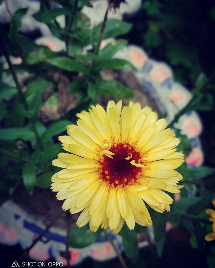 the sun