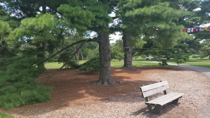 Bench by trees