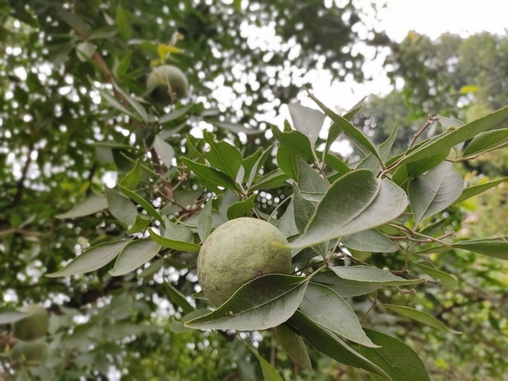 indian fruit