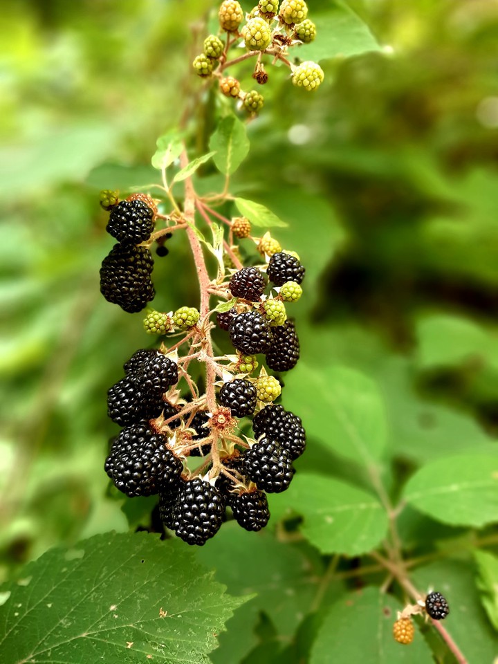 Raspberry