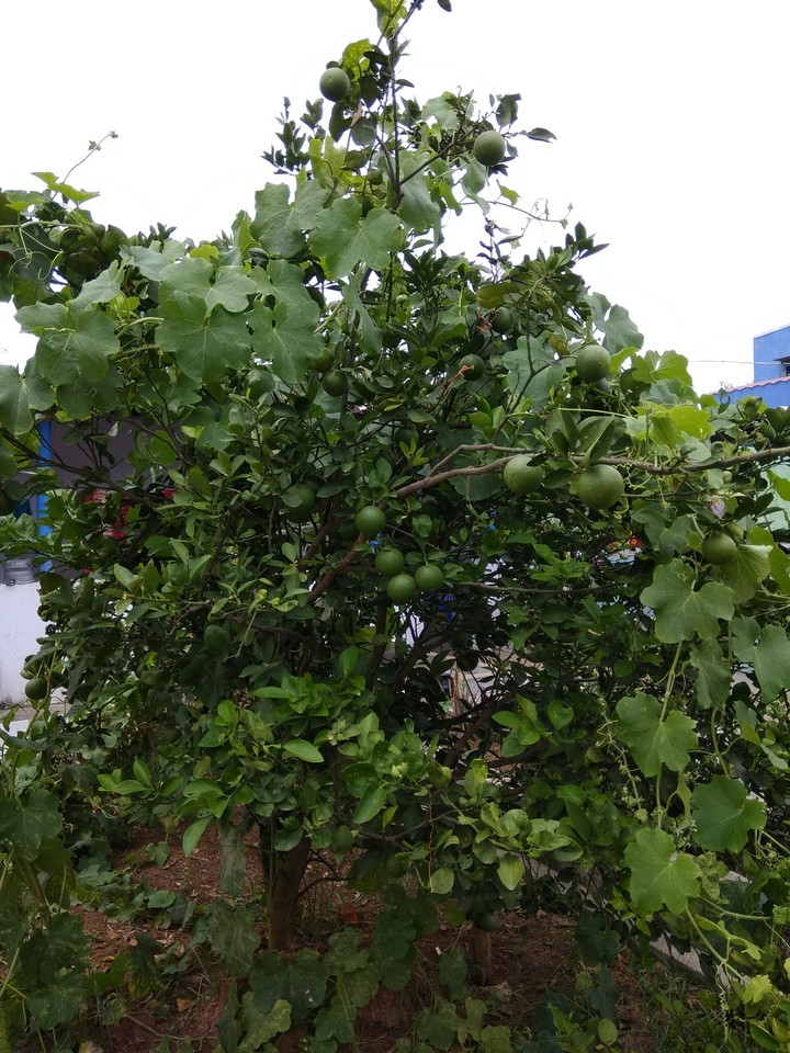 tree