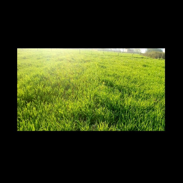 Punjab