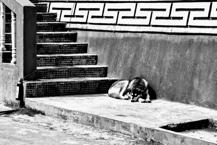 lonely dog
