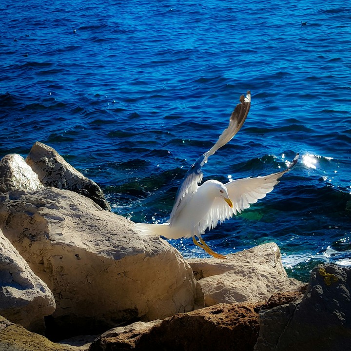 Adriatic #2