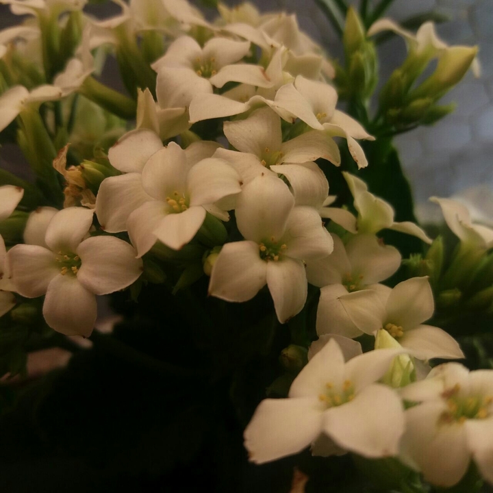As flores são bonitas em qualquer lugar do mundo !