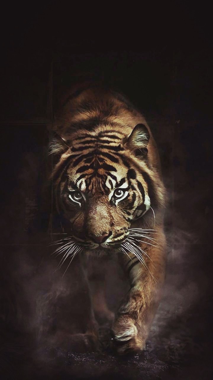 tiger