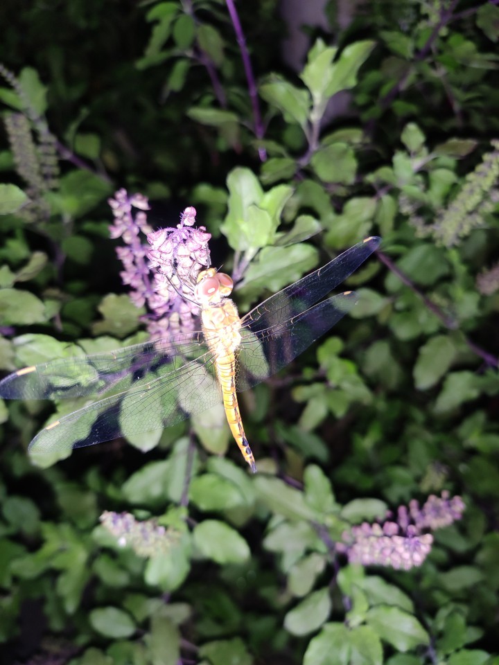 Dragonfly