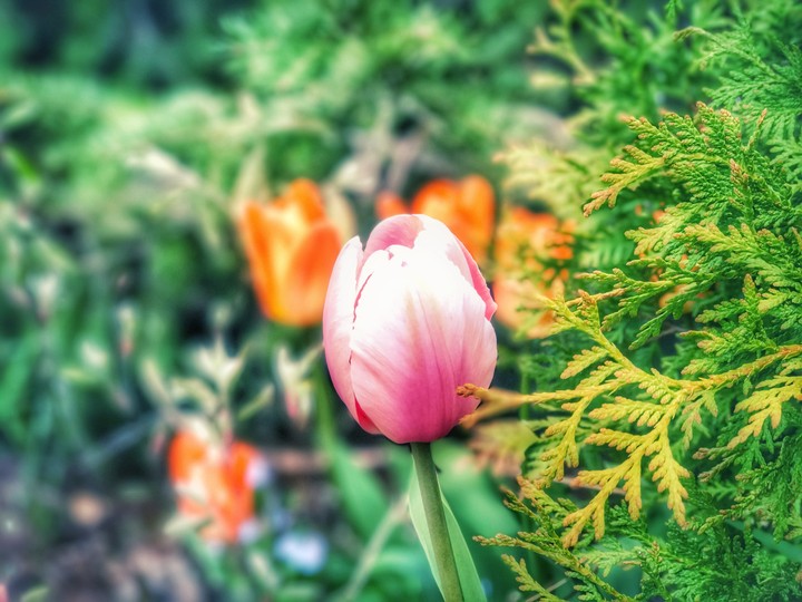 Floral beauty