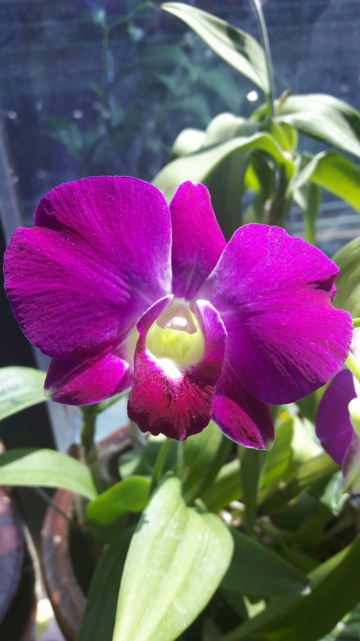 orchid