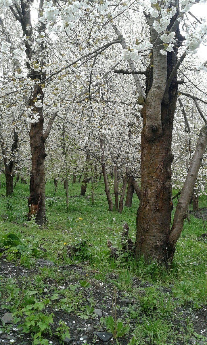 spring