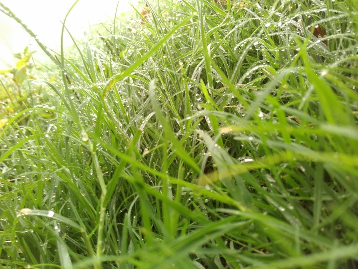 grass