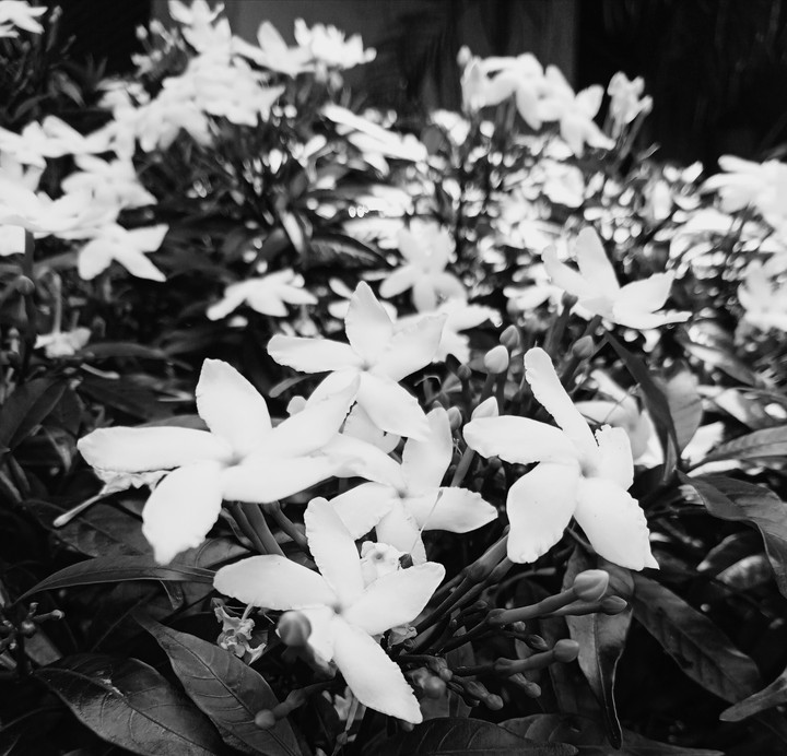 Eternal flowers