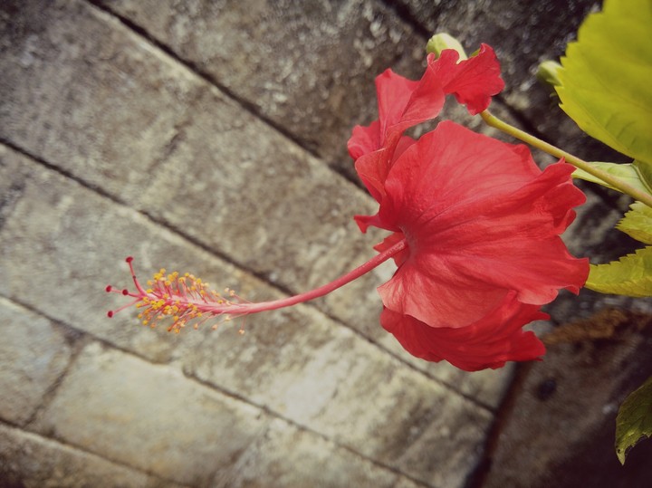 Hibiscus