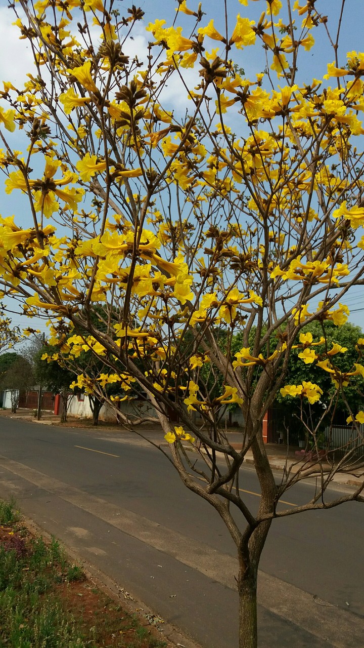 ipé amarelo