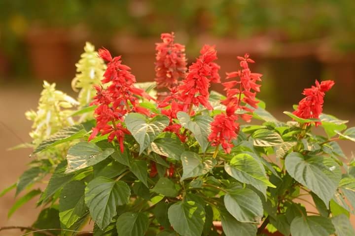 Red flower