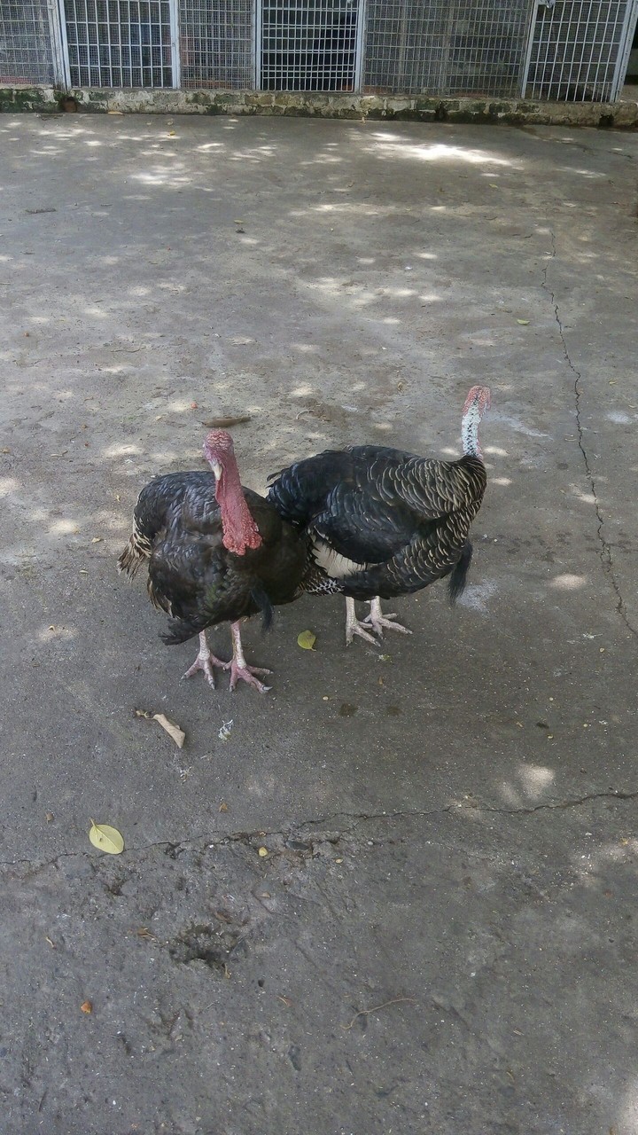 duck