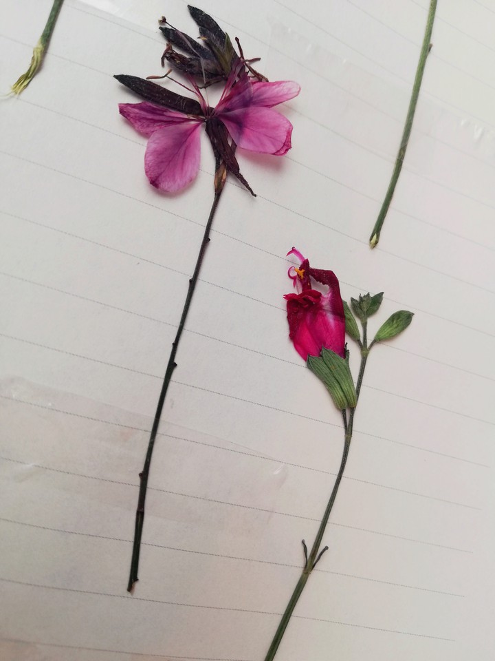 flower