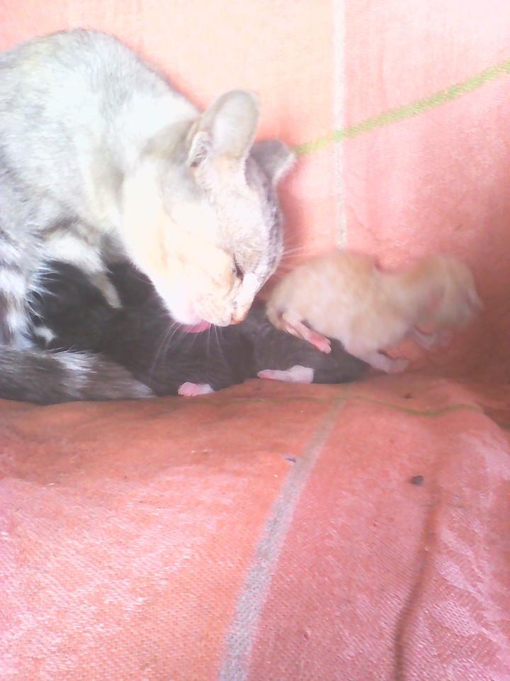 My ketten & ket