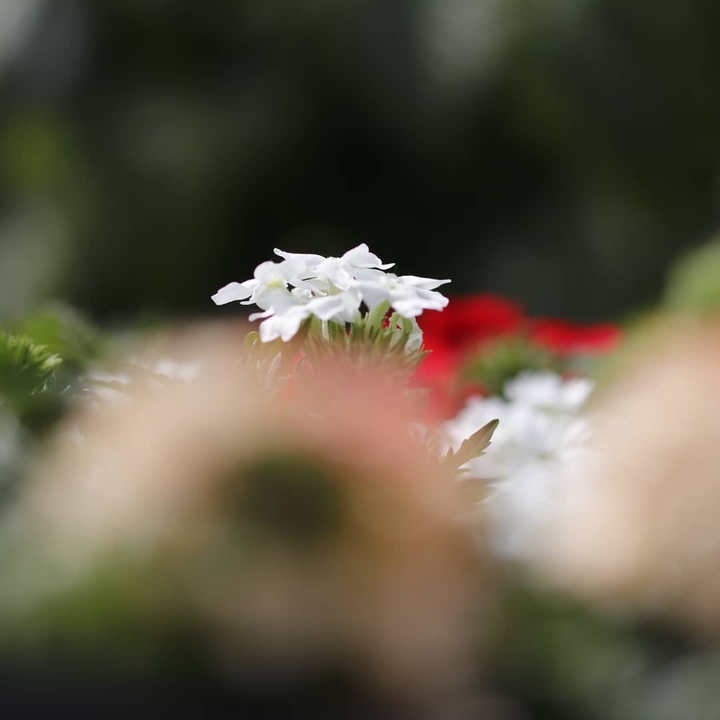 white and red 01
