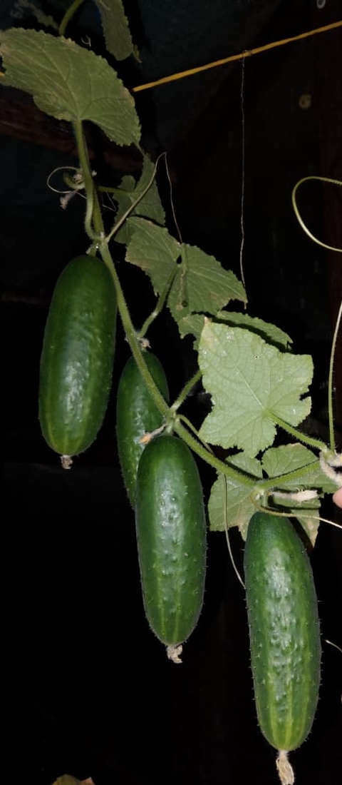 蔬菜, food壁纸