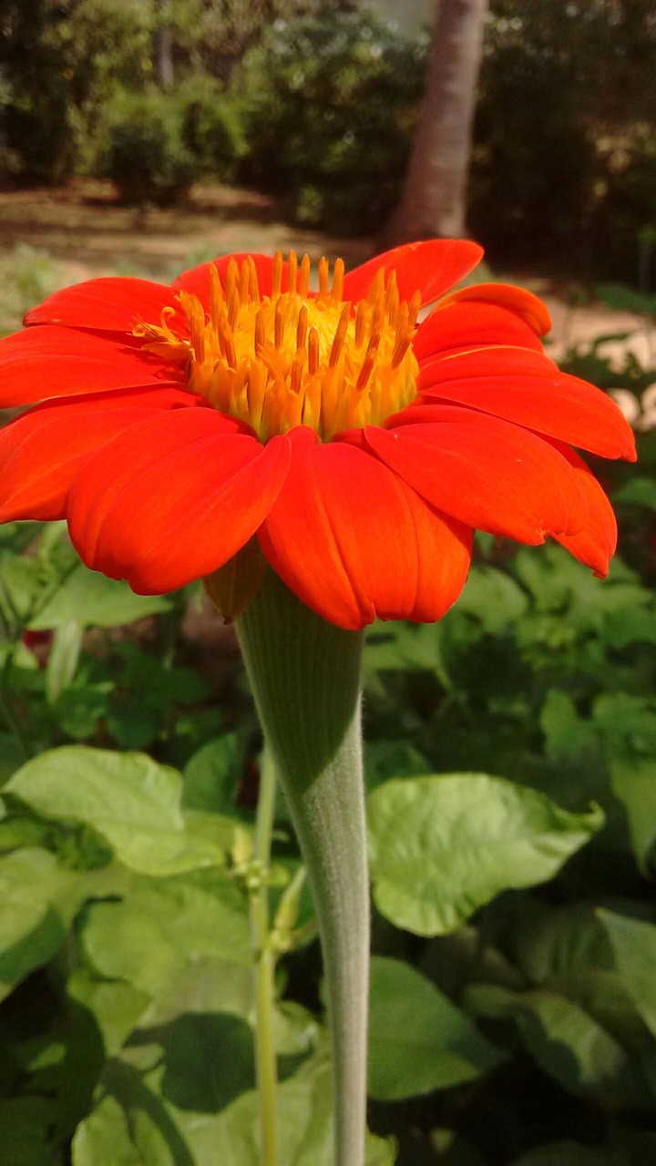 flower