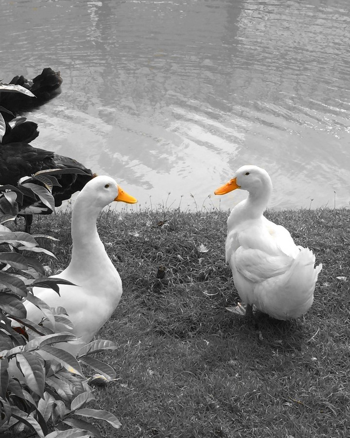 Yellow Goose